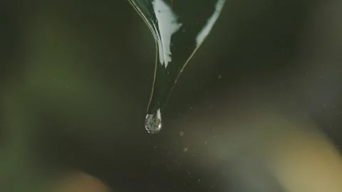 Macro video of water droplet falling from green leaf tip in cinematic slow .. Stock Footage 337419042