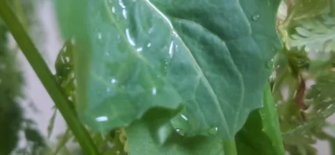 Macro Video of Water Droplets Sliding on Green Leaf Stock Footage 334442892