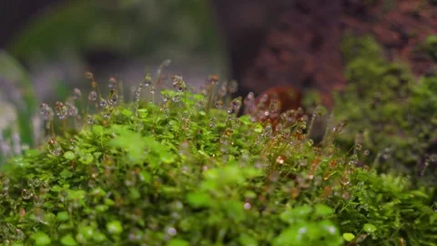 Macro video of water drops from a waterfall Stock Footage 314503407