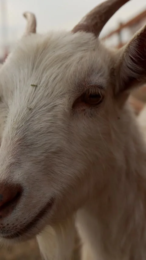 Macro video of white goat muzzle and curious face vertical video, animal reel 動画素材 345972538