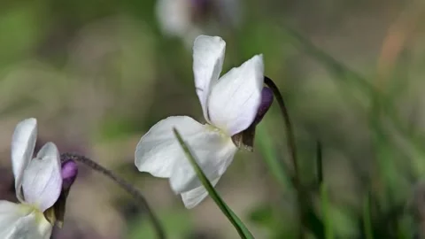 Macro video of white sweet violet (Viola odorata) flowers blooming in spring sun Stock Footage 331386272
