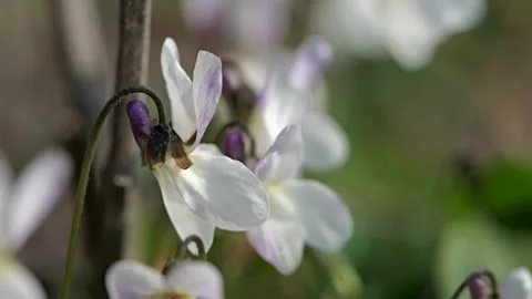 Macro video of white sweet violet (Viola odorata) flowers blooming in sunlight Stock Footage 331718418