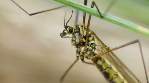 Macro video of a yellow crane fly sitting on a leaf 4K Stock Footage 156503540