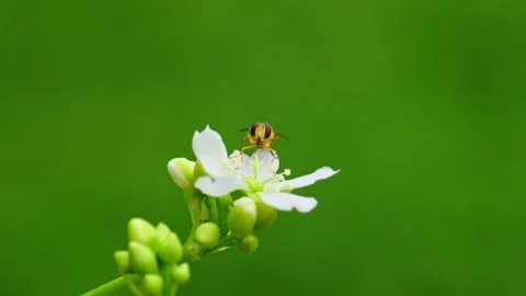 Macro video: Yellow hoverfly on Venus flytrap flowers, feeding on nectar an.. Stock Footage 251717507