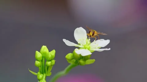 Macro video: yellow hoverfly on Venus flytrap flowers, sipping nectar and d.. Stock Footage 251718123