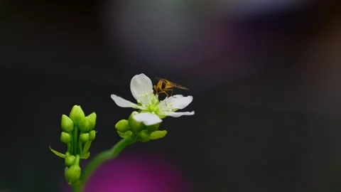 Macro video: Yellow hoverfly on Venus flytrap flowers, close-up of delicate.. Stock Footage 251718536