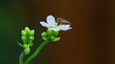 Macro video: yellow hoverfly on Venus flytrap blossoms, indulging in nectar.. Stock Footage 251718771