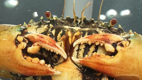 Macro Vietnamese Mud Crab Face, Eyes, Mouthparts, and Claws (Scylla serrata) Stock Footage 320930772