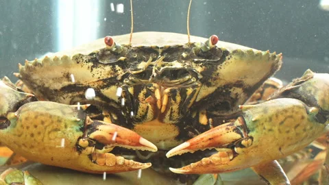 Macro Vietnamese Mud Crab Face, Eyes, Mouthparts, and Claws (Scylla serrata) Stock Footage 320930783