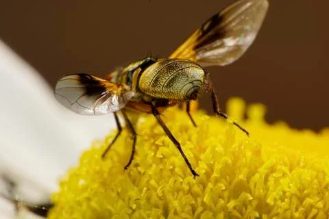 Macro view of the abdomen with a large, colored bronze caucasian flower flies 写真素材