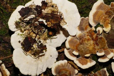 Macro view from above and from below Caucasian mushroom tramets multicolored  Fotos Stock