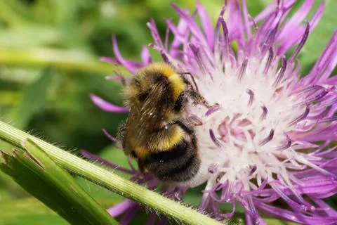 Macro view from above of a fluffy bumblebee plate-toothed Bombus serrisquama Stock Photos