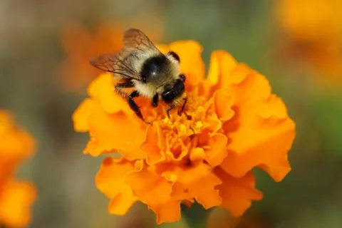 Macro view from above of fluffy gray-black bumblebee Bombus serrisquama  Stock Photos