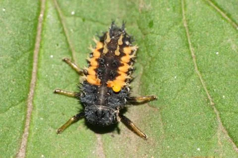 Macro view from above of the fluffy larva of the yellow Caucasian ladybug Stock Photos