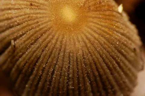 Macro view from above of light brown Caucasian fungus Coprinus 写真素材