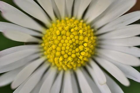 Macro view from above of single low growing chamomile (Mayweed) flower Stock Photos