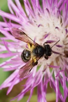Macro view from above of sitting fluffy dark little Caucasian bee  库存照片