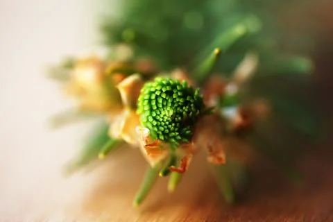 Macro view from above of a young spruce tree bud starting to bloom. Stock-Fotos