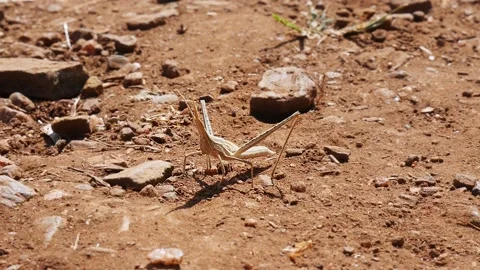 A macro view of Acrida Cinerea or Chinese grasshopper on mud Stock Footage 231616627