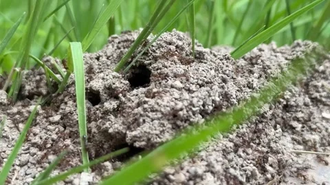 Macro View of Active Ant Hill Colony with Ants Moving Around Nest Entrance Stock Footage 336724557