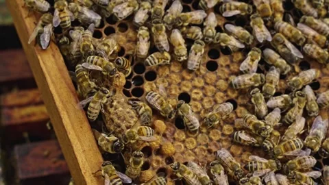 Macro view of active honey bees working on honeycomb frame inside hive. Stock Footage 337748574