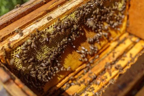 Macro View of Active Honeybee Colony on Wax Honeycomb Inside Open Hive Fram.. Stock Photos