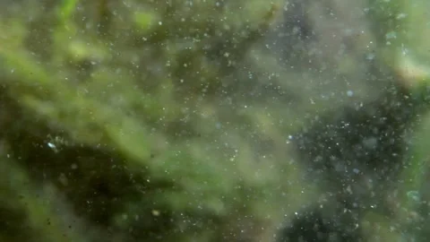 Macro view of algae and plankton swirling in the water, with blurry backgro.. Stock Footage 241793282