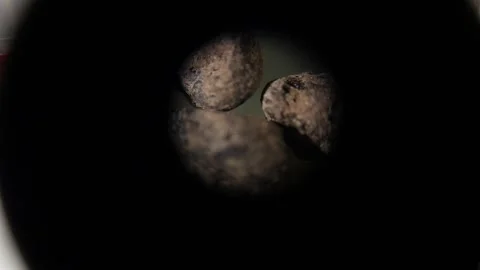 Macro view of ancient carbonized seeds through microscope eyepiece in laboratory Stock Footage 335376719