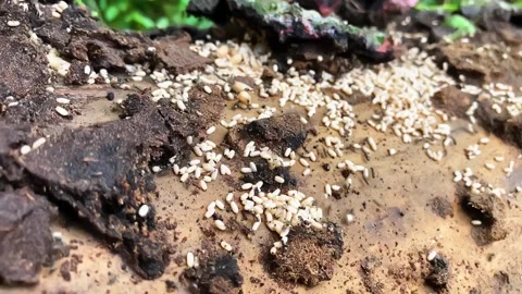 Macro view of an ant colony protecting white brood eggs and larvae inside a.. Stock Footage 337621993