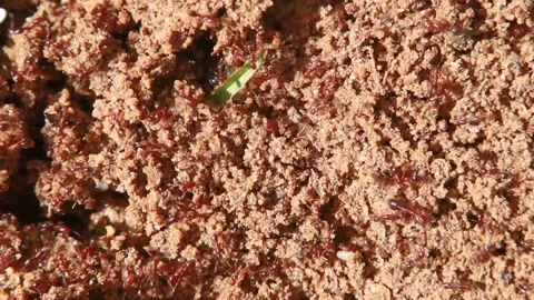 Macro view of an ant pile close up slow motion Stock Footage 143034048