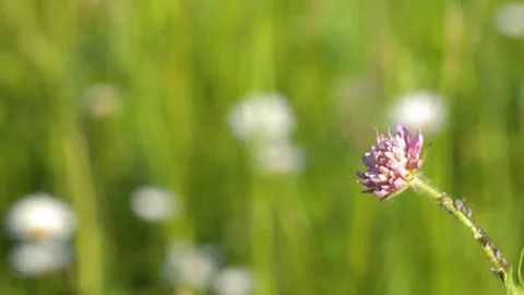 Macro View of Ants and Aphids on a Pink Wildflower Stem Stock Footage 336717413