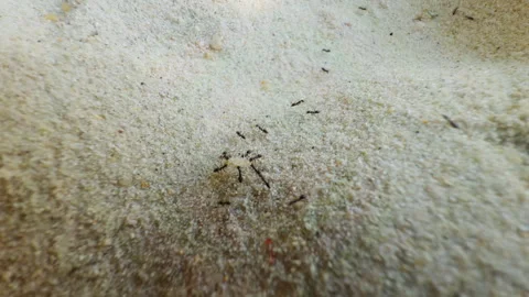 Macro View of Ants Carrying Dead Sand Flea Across Fine Sandy Surface Toward Colo Stock Footage 331432721