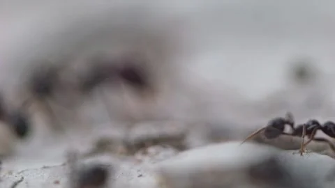 Macro view of ants collaborating to transport food across cracked dry groun.. Stock-Footage 320164670