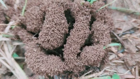 Macro View Of Ants Crawling On Granular Brown Dirt Anthill Stock Footage 342898338