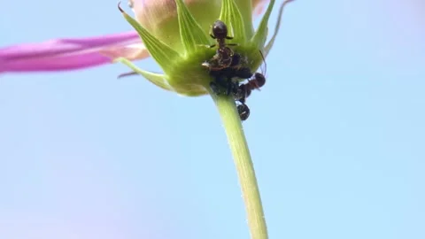 Macro view of ants crawling on green cosmos flower bud stem against blue sky 스톡 동영상 343556861