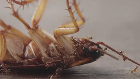 Macro view of ants eating dead cockroach head Stock Footage 319838010