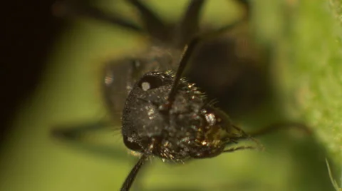 A macro view of an ants face on a leaf Stock Footage 52456567