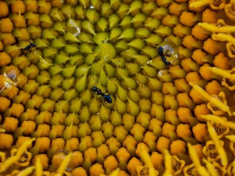 Macro View of Ants Foraging on the Spiraling Center of a Sunflower Stock Photos