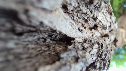 Macro view of ants moving over tree surface, filmed in slow motion to show .. Stock Footage 316811213
