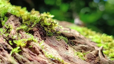 Macro View of Ants Walking Over Lush Green Moss Vídeos de archivo 332922872