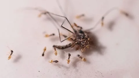 Macro view of ants working on discarded food waste, animal insect wildlife Stock Footage 233765246