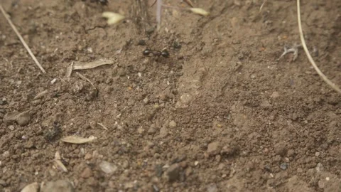 Macro View of Ants Working on the Forest Floor 2 스톡 동영상 310567990