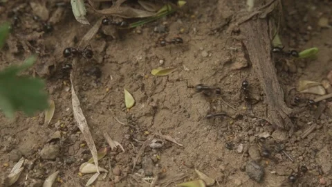 Macro View of Ants Working on the Forest Floor 스톡 동영상 310568240
