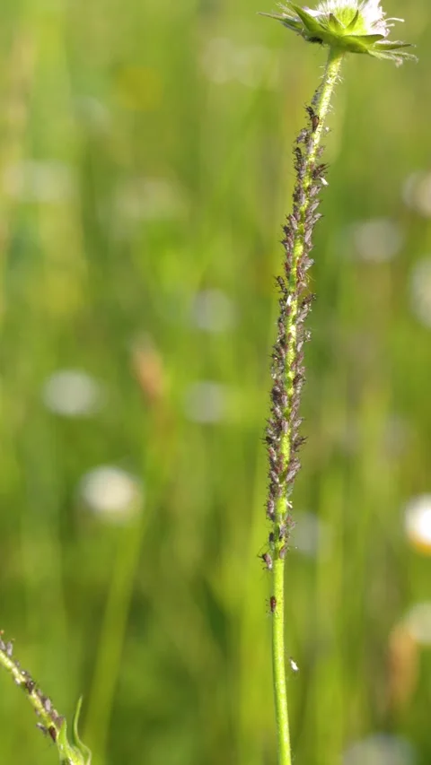 Macro View of Aphid Infestation on Wildflower Stems in Meadow Stock Footage 336936031