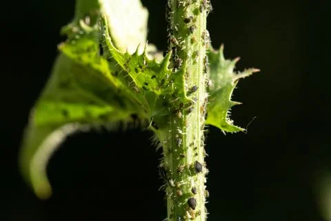 A macro view of aphid insects crawling over a green thorny plant outdoors. Co Stock-Fotos