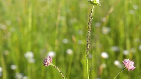 Macro View of Aphids and Ants on Wildflower Stems in Meadow Stock Footage 336935241