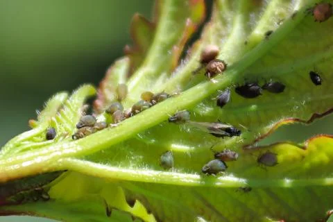 Macro view of aphids on the back of a viburnum leaf Stock Photos