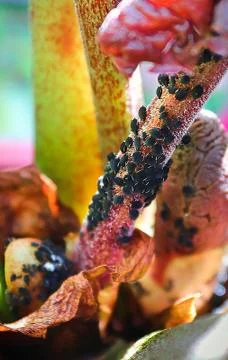 Macro view of aphids infesting a plant stem Stock Photos
