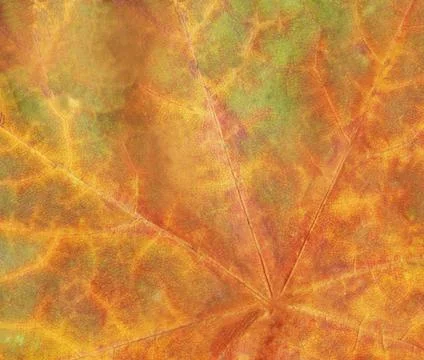 Macro view of autumn leaf Stock Photos