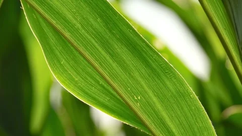 Macro view of backlit maize leaf Stock-Footage 338132503